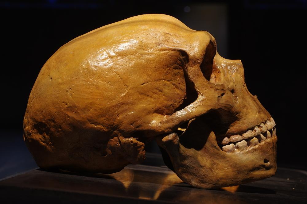 Neanderthal tooth offers clues to ancient paleo diet