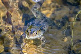 2019/03/frog-4070466_1280.jpg