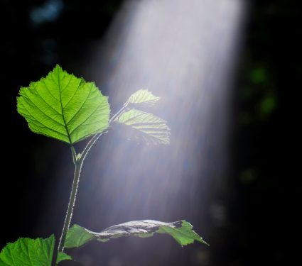 2019/03/Photosynthesis.jpg