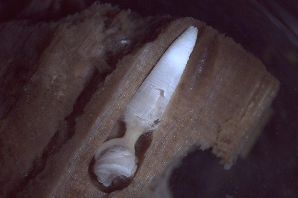 How tiny clams play an important role in keeping ecosystems healthy