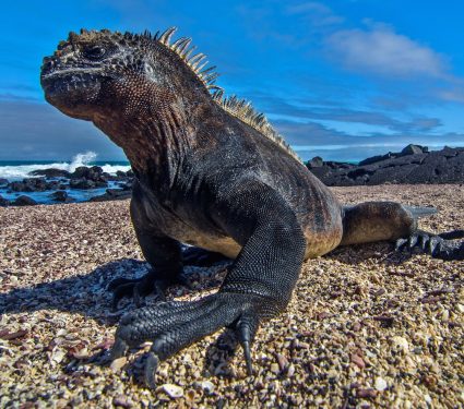 2019/04/marine-iguana.jpg