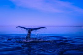 2019/04/sea-2052650_1280.jpg