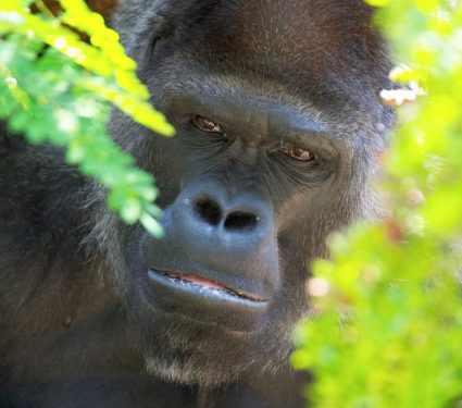 2019/04/Gorilla.jpg