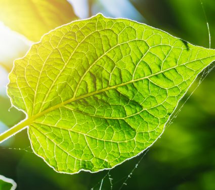 2019/04/Is-photosynthesis-efficient-enough.jpg