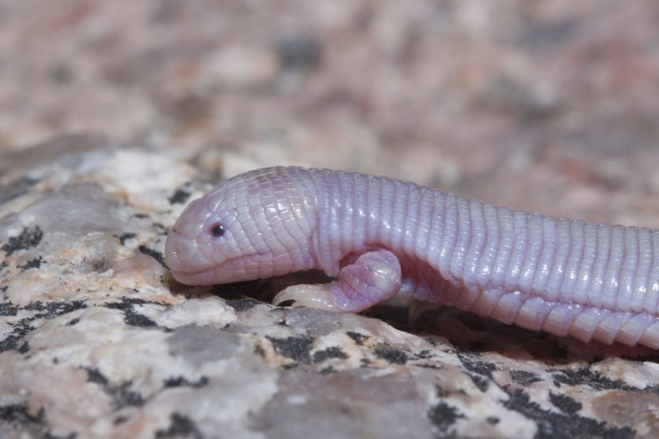 Top 3 Coolest Underground Reptiles