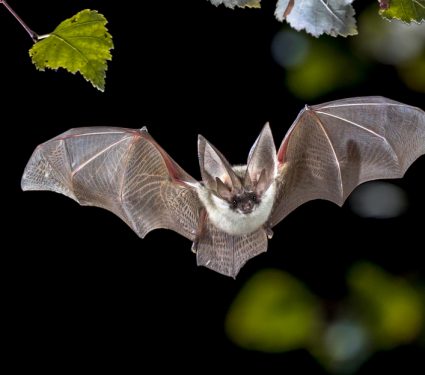 2019/04/Long-eared-Bat.jpg