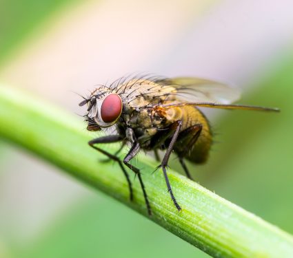 2019/04/How-does-a-fruit-fly-smell.jpg