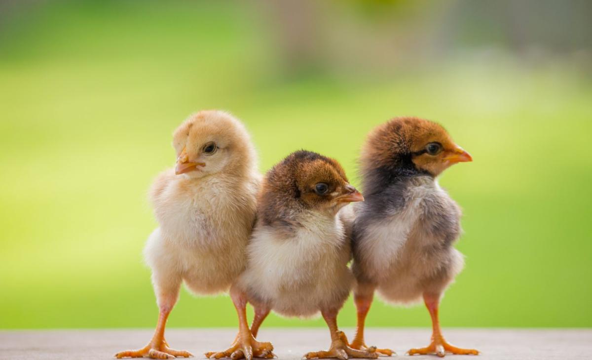 Why do some animals eat their young?