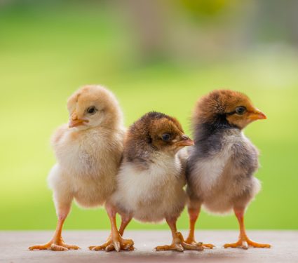 2019/04/Why-do-some-animals-eat-their-young-.jpg