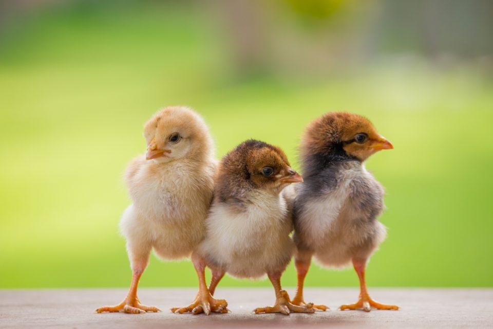 Why do some animals eat their young?