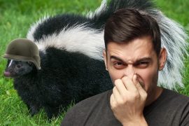 The science behind the smell of a skunk