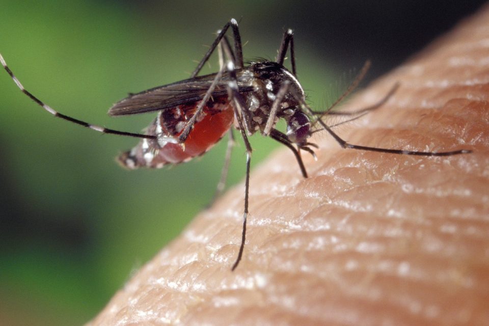 Why Are There GMO Mosquitos?