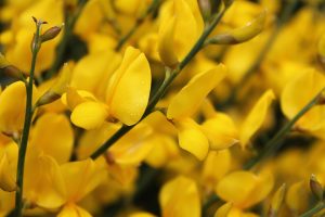 What Is Plant Therapy?