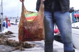 Biodegradable bags may just be more litter