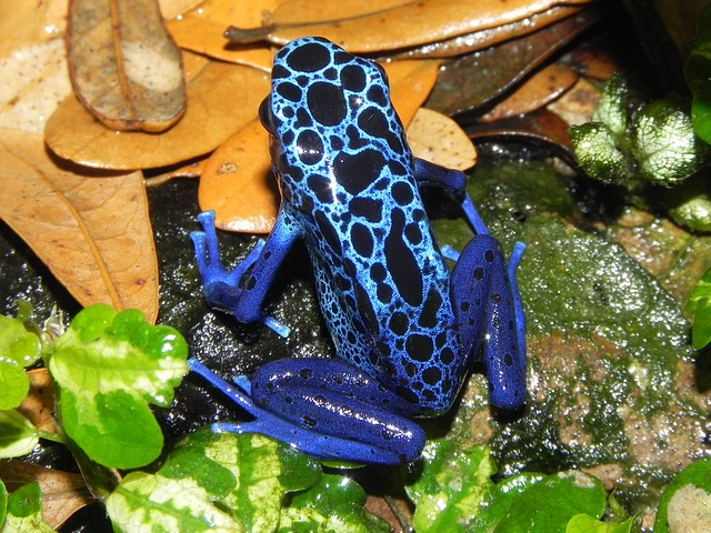 What Makes Poison Dart Frogs Poisonous?