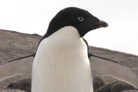 The charming penguins of Antarctica