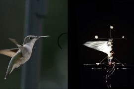 Hummingbird robot can teach itself new tricks