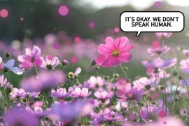 Plants send out chemical distress signals