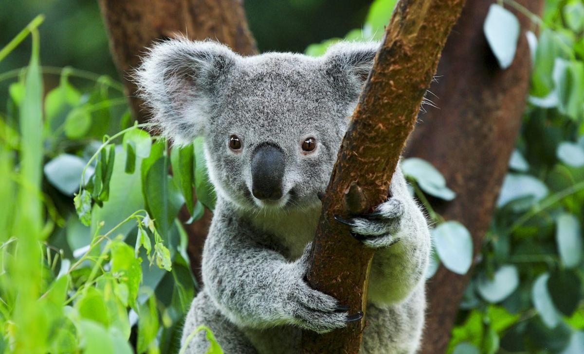 Are koala bears heading towards extinction?