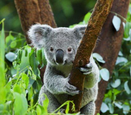 2019/05/Are-koalas-heading-towards-extinction.jpg