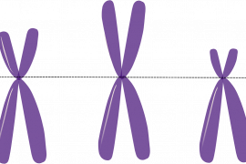 2019/05/chromosomes-156403_1280.png