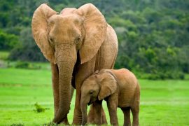 Carbon is the basis for all life on our planet