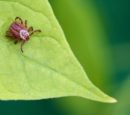 2019/05/Mite-On-Leaf.jpg