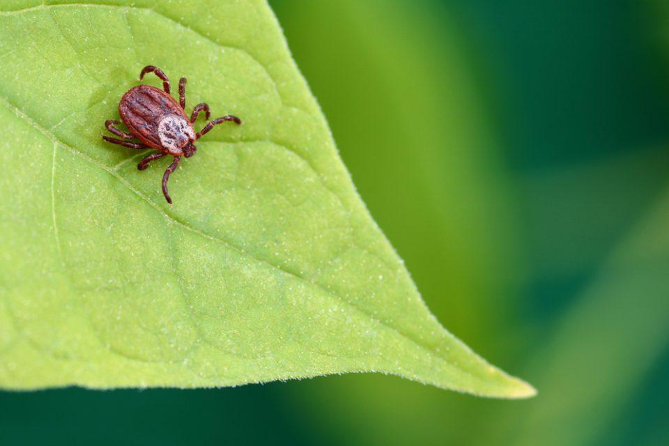 Genetic data shows mites and ticks may be close cousins
