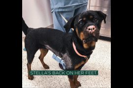 Experts use fish skin to heal a dog