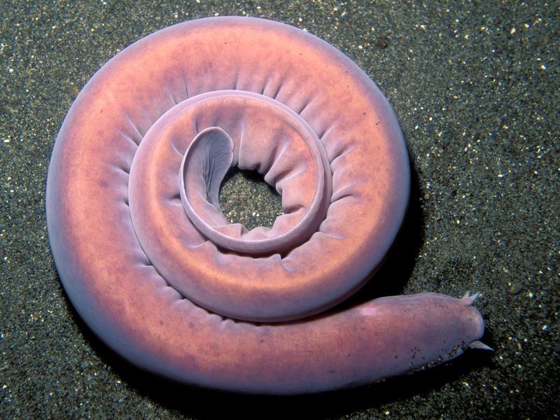 5 Strangest Deep Sea Creatures