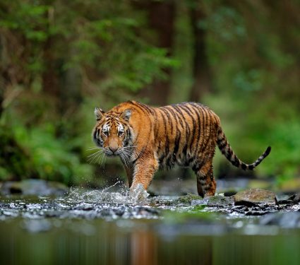 2019/05/Why-tigers-have-stripes.jpg