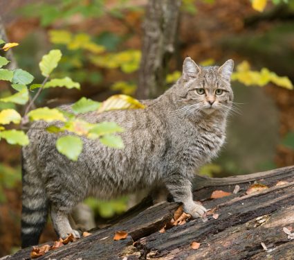 2019/06/European-Wildcat.jpg