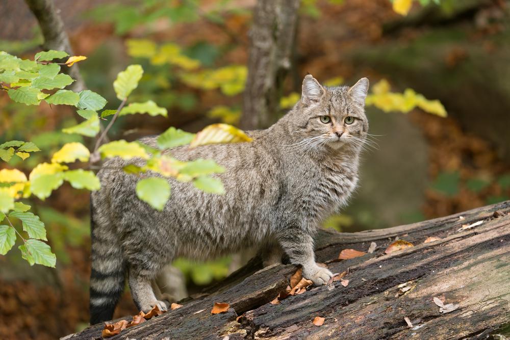 European wildcats could soon see a revival in Britain