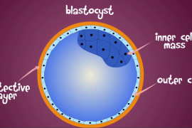 2019/06/stemcell.png.png