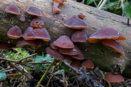 2019/06/jelly-ear-fungus.jpg