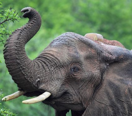 2019/06/Elephants-use-their-trunks-to-count.jpg