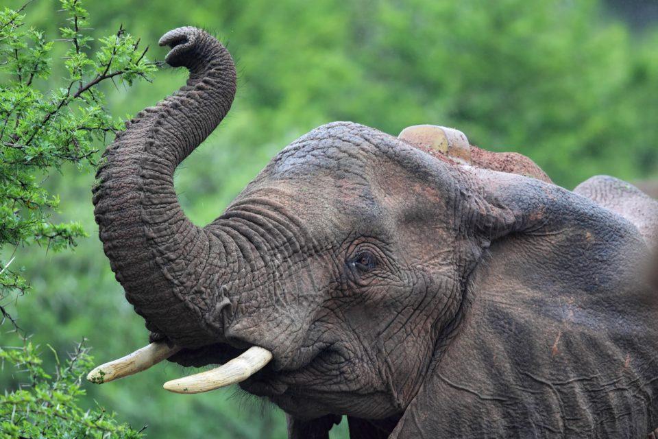 Elephants use their trunks to count