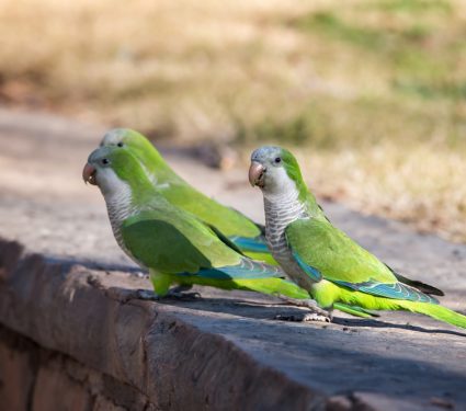 2019/06/monk-parakeet.jpg