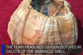 A whale's journey is stored in a barnacle shell