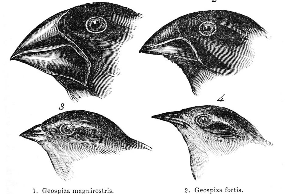 What Is Charles Darwin's Theory of Evolution?