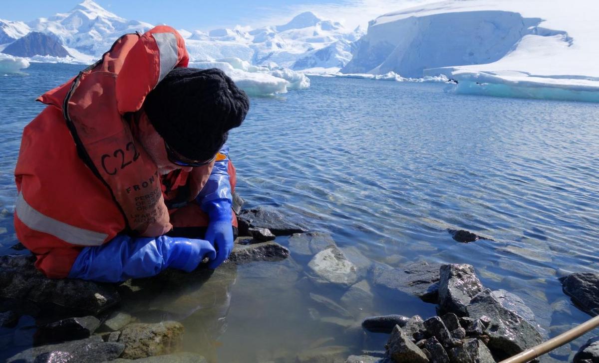 As warming oceans lose oxygen, large species are at risk