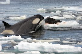 2019/06/Killer_Whale_Tipe_B.jpg