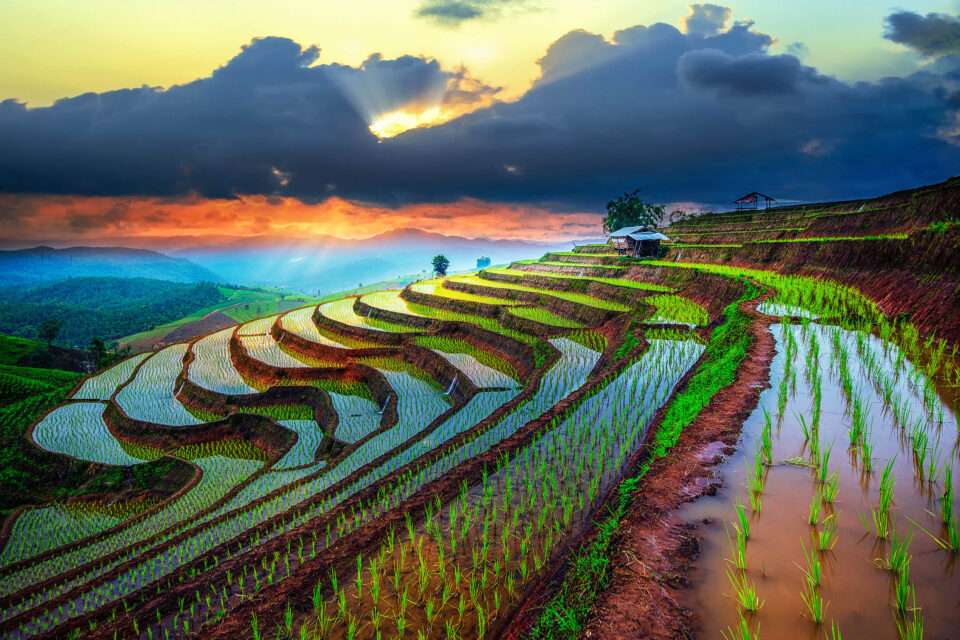 What Is Terrace Farming?