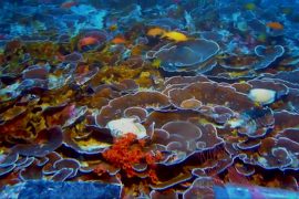 Exploring mesophotic reefs in Hawaii