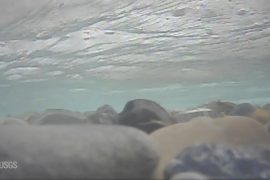 Winter habitat found under the Arctic ice