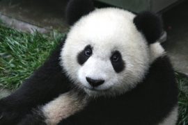 2019/06/panda-649938_1280.jpg