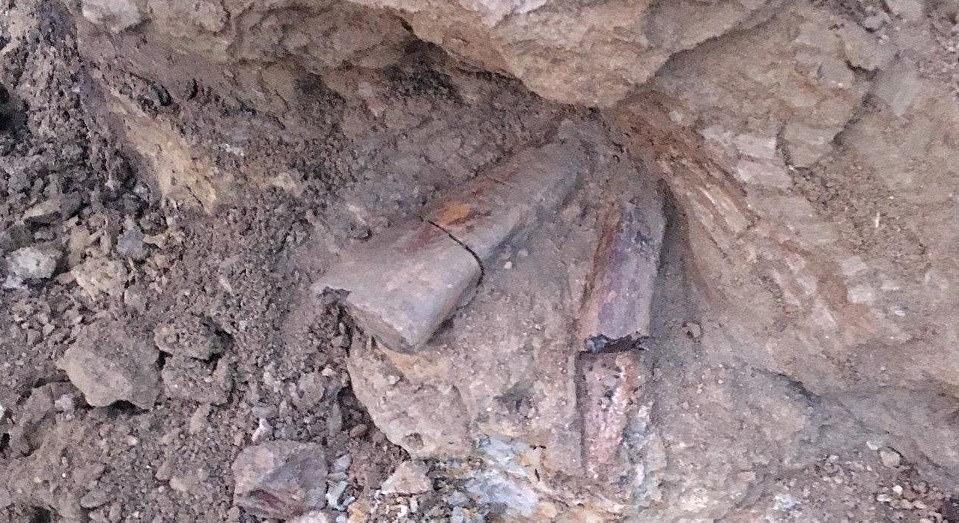 Triceratops bones unearthed at Denver construction site