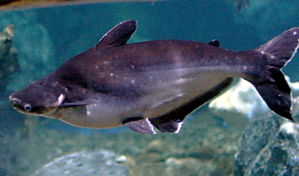 What Is a Swai Fish?
