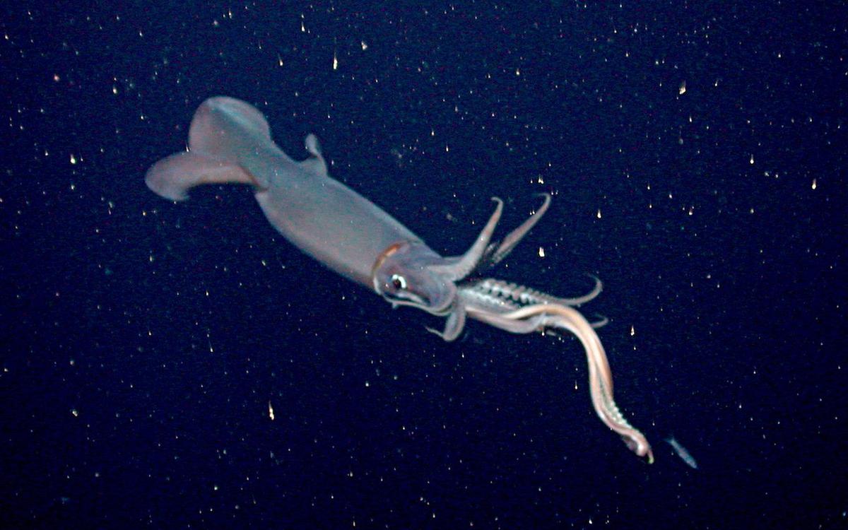 What caused the sudden jumbo squid declines in Mexico?
