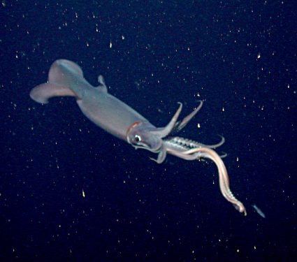 2019/07/squid.jpg